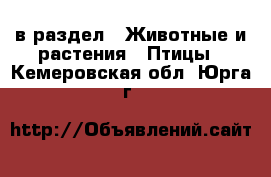  в раздел : Животные и растения » Птицы . Кемеровская обл.,Юрга г.